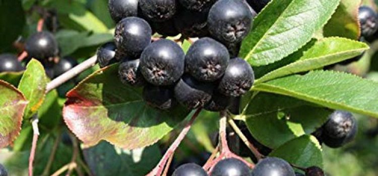 Beneficiile Aronia